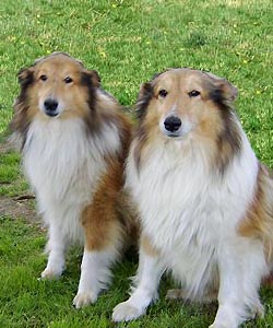 vicky-junior