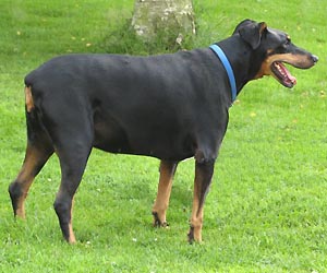 broux