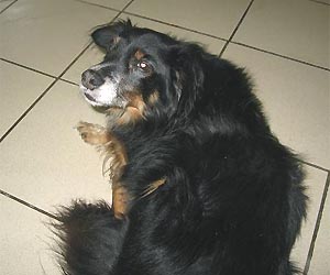 dorus