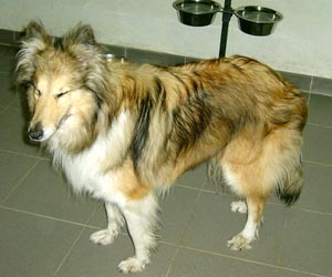lassie