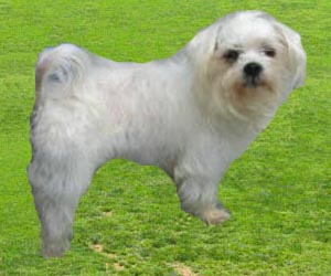 lotti