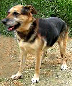 mauscha
