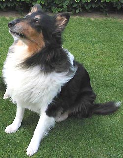 tara