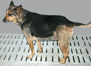 xeena