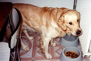 benji